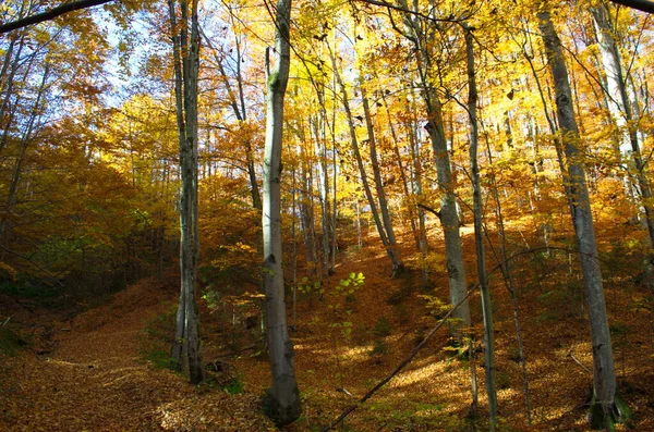 Осенний Лес Яркое Утро Красочном Лесу Солнечными Лучами Сквозь Ветви — стоковое фото