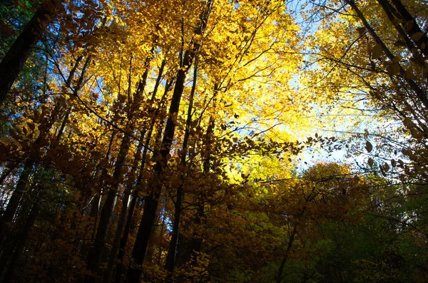 Naturaleza Del Bosque Otoñal Mañana Vívida Colorido Bosque Con Rayos —  Fotos de Stock