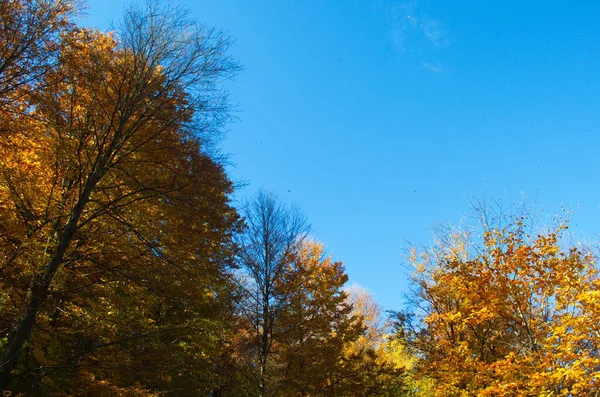 Naturaleza Del Bosque Otoñal Mañana Vívida Colorido Bosque Con Rayos —  Fotos de Stock