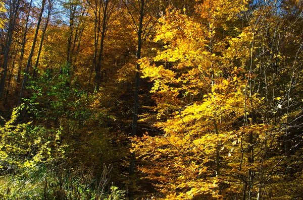 Natureza Floresta Outono Manhã Vívida Floresta Colorida Com Raios Sol — Fotografia de Stock
