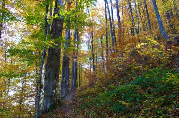 Höstskogsnatur Levande Morgon Färgglad Skog Med Solstrålar Genom Grenar Träd — Stockfoto