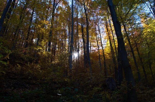 Natureza Floresta Outono Manhã Vívida Floresta Colorida Com Raios Sol — Fotografia de Stock
