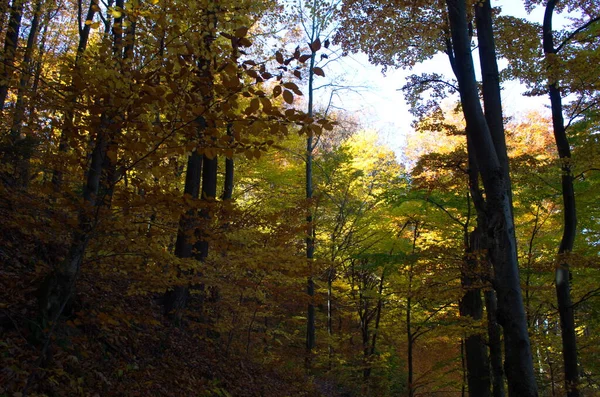 Höstskogsnatur Levande Morgon Färgglad Skog Med Solstrålar Genom Grenar Träd — Stockfoto