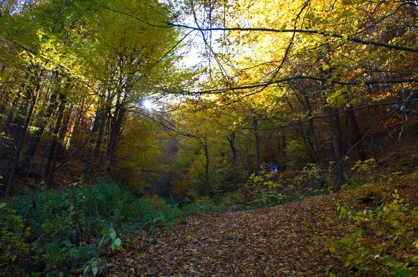 Podzimní Lesní Příroda Živé Ráno Pestrobarevném Lese Slunečními Paprsky Mezi — Stock fotografie