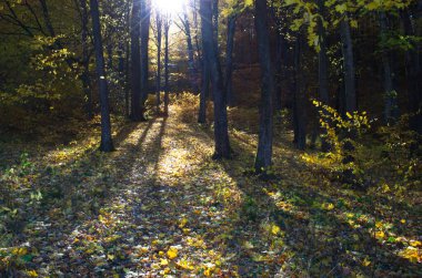 Sonbahar orman doğası. Renkli bir ormanda canlı bir sabah. Ağaçların arasından güneş ışınları geçiyor. Güneş ışığıyla doğanın manzarası