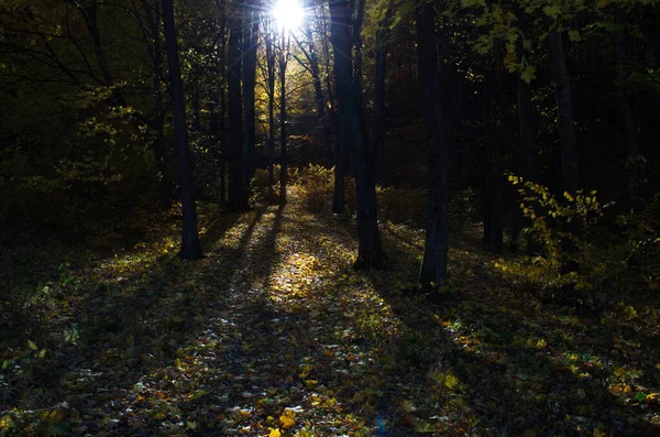 Natura Foresta Autunnale Mattina Vivida Nella Foresta Colorata Con Raggi — Foto Stock