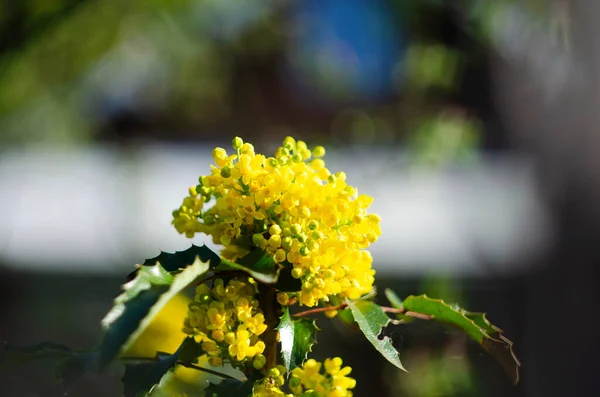 Részletesen Sárga Virágos Cserjék Mahonia Közönséges Mahónia — Stock Fotó