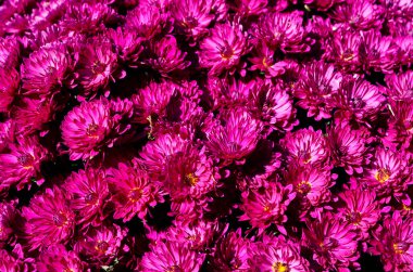 Uzayın bir kopyasıyla birlikte pembe kasımpatı arkaplanı. Güzel, parlak kasımpatılar sonbaharda bahçede çiçek açar..