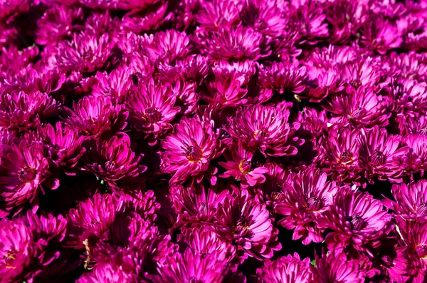 Background Pink Chrysanthemums Copy Space Beautiful Bright Chrysanthemums Bloom Autumn — Stock Photo, Image