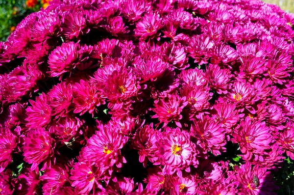 Background Pink Chrysanthemums Copy Space Beautiful Bright Chrysanthemums Bloom Autumn — Stock Photo, Image