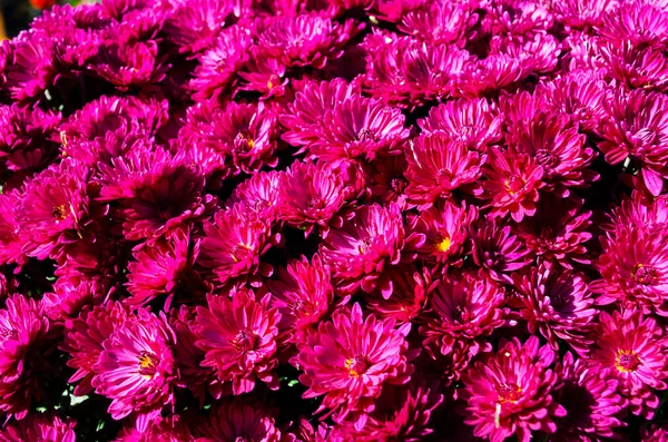 Hintergrund Rosa Chrysanthemen Mit Einer Kopie Des Raumes Schöne Helle — Stockfoto