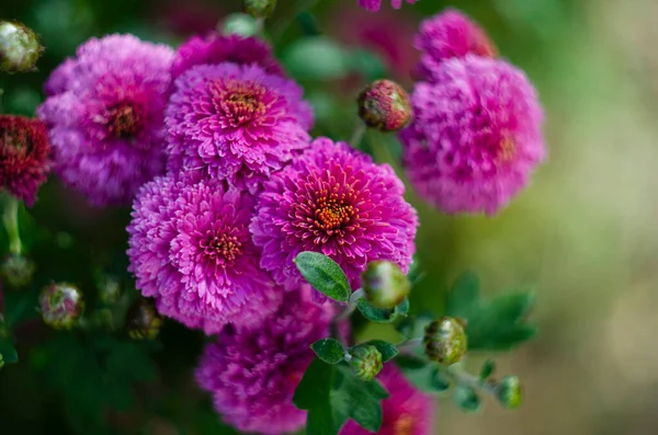Background Pink Chrysanthemums Copy Space Beautiful Bright Chrysanthemums Bloom Autumn — Stock Photo, Image