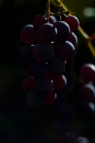 Hermosa Imagen Uvas Racimos Uvas Maduras Vino Tinto Rama Vid —  Fotos de Stock