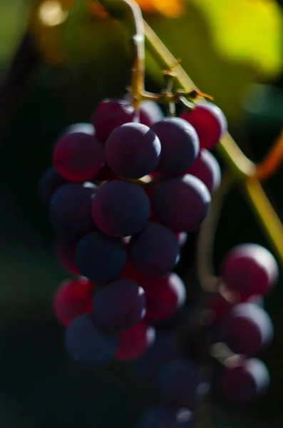 Vacker Bild Druvor Massor Mogna Röda Vindruvor Vinstockar Färgglada Blad — Stockfoto