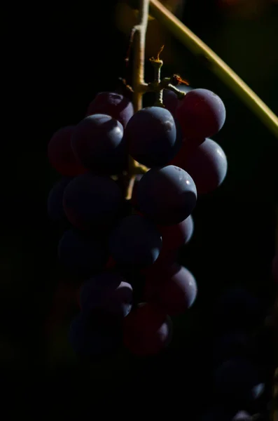 Imagem Uvas Bonitas Bando Uvas Vinho Tinto Maduras Ramo Vinha — Fotografia de Stock