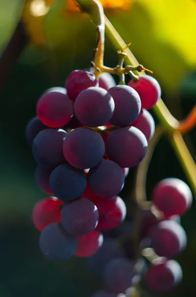 Bella Immagine Uva Grappoli Uva Rossa Matura Tralcio Vite Sfondo — Foto Stock