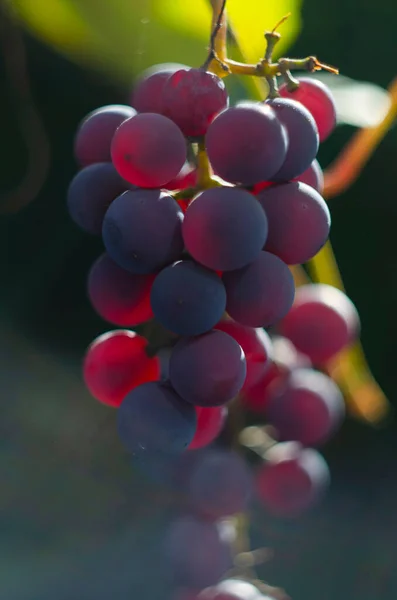 Piękny Obraz Winogron Kępy Dojrzałych Winogron Czerwonych Gałęzi Winorośli Kolorowe — Zdjęcie stockowe