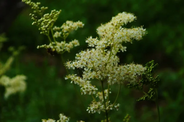 Närbild Vit Ängssöta Blommor Bakgrund Grönt Gräs — Stockfoto