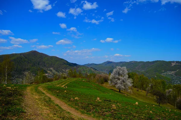 Paisaje Rural Las Montañas Atardecer Hermoso Paisaje Los Cárpatos Con — Foto de Stock