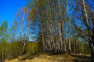 Gün batımında dağlarda kırsal manzara. Karpatların güzel manzarası. Akşam vakti çayırları ormanlık tepelerde yuvarlanıyor. İlkbaharda harika bir hava