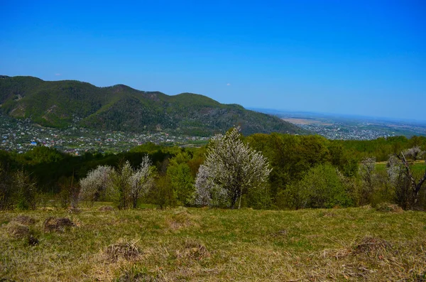 아름다운 카르파티아의 풍경에는 내리쬐는 사이로 목초지가 펼쳐져 있습니다 봄철의 아름다운 — 스톡 사진
