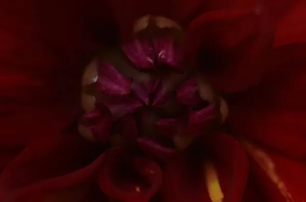 Dahlia Flower Dark Red Mature Magnificent Closeup — Stock Photo, Image
