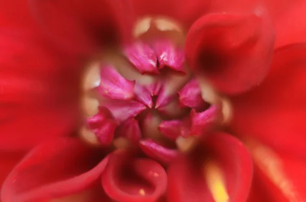 Dahlia Flower Dark Red Mature Magnificent Closeup — Stock Photo, Image