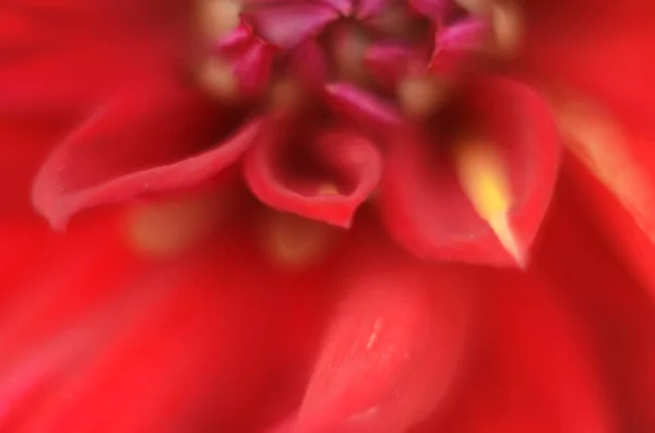 Dahlia Fleur Rouge Foncé Mature Magnifique Gros Plan — Photo