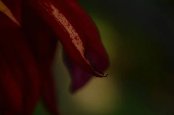 Dahlia Flor Vermelho Escuro Maduro Magnífico Closeup — Fotografia de Stock