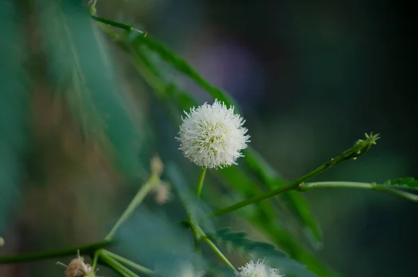 Blomman Blyg Eller Mimosa Pudica — Stockfoto