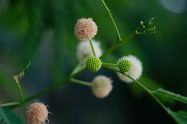 Цветок Застенчивого Растения Пудицы Мимозы Крупным Планом — стоковое фото