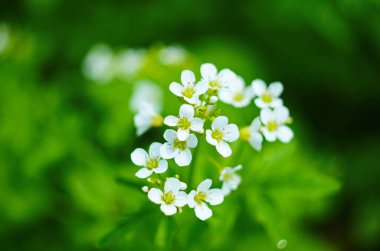 Alyssum Maritimum 'un küçük beyaz çiçeklerinin yakın plan görüntüsü, yaygın adı Tatlı Alyssum veya arka bahçede açan tatlı Alison.