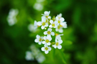 Alyssum Maritimum 'un küçük beyaz çiçeklerinin yakın plan görüntüsü, yaygın adı Tatlı Alyssum veya arka bahçede açan tatlı Alison.