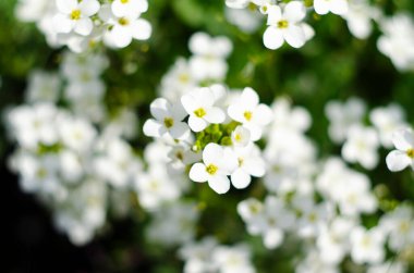 Alyssum Maritimum 'un küçük beyaz çiçeklerinin yakın plan görüntüsü, yaygın adı Tatlı Alyssum veya arka bahçede açan tatlı Alison.