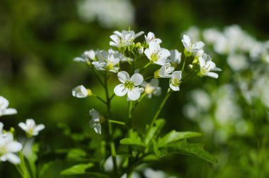 Alyssum Maritimum 'un küçük beyaz çiçeklerinin yakın plan görüntüsü, yaygın adı Tatlı Alyssum veya arka bahçede açan tatlı Alison.
