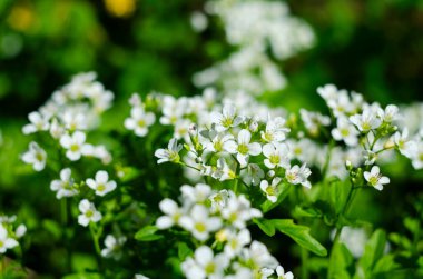 Alyssum Maritimum 'un küçük beyaz çiçeklerinin yakın plan görüntüsü, yaygın adı Tatlı Alyssum veya arka bahçede açan tatlı Alison.