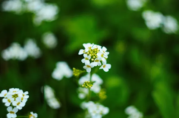 Close Afbeelding Van Kleine Witte Bloemen Van Alyssum Maritimum Gewone — Stockfoto