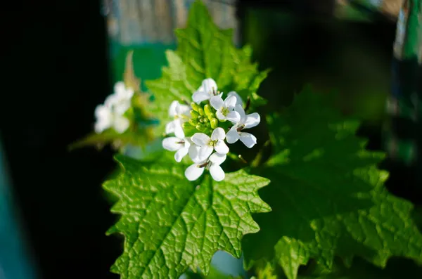 Крупным Планом Изображение Крошечных Белых Цветов Alyssum Maritimum Общее Название — стоковое фото