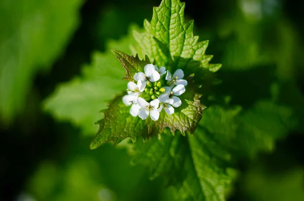 Close Image Tiny White Flowers Alyssum Maritimum Common Name Sweet — Stock Photo, Image