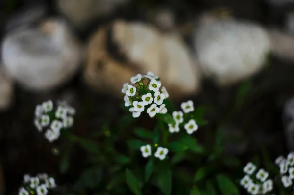 Close Afbeelding Van Kleine Witte Bloemen Van Alyssum Maritimum Gewone — Stockfoto