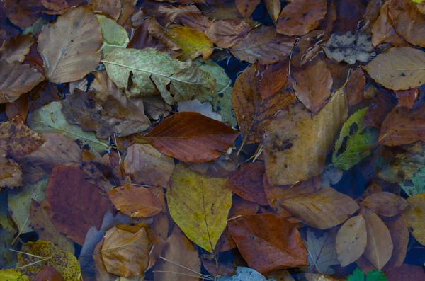 Kolorowe Liście Jesieni Wodzie Jeziornej Pływające Jesienny Liść Jesienny Sezon — Zdjęcie stockowe