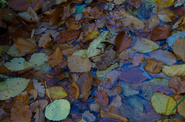 Πολύχρωμα Φθινοπωρινά Φύλλα Νερό Λίμνης Επιπλέοντα Φθινοπωρινά Φύλλα Φύλλα Της — Φωτογραφία Αρχείου
