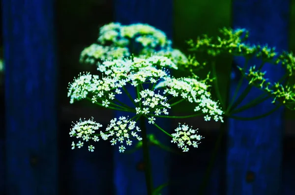 Aegopodium Het Bekendste Lid Het Aegopodium Podagraria Grondoudste Ook Wel — Stockfoto