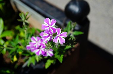 Bir bahçede süperbena fırtına patlak verbena çiçeklerinin yakın çekim görüntüsü