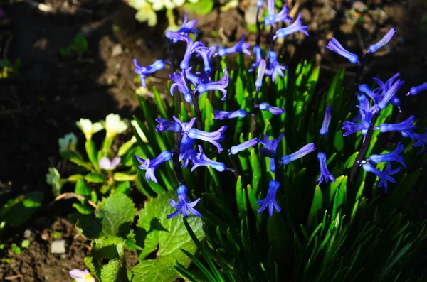 Mor Mavi Spanyol Sümbül Çiçekleri Kapanıyor — Stok fotoğraf