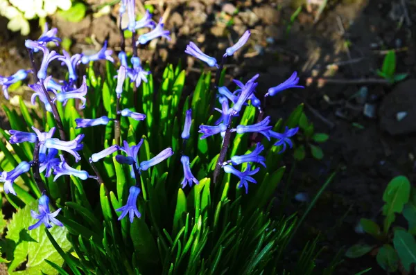 Mor mavi İspanyol sümbül çiçekleri kapanıyor.