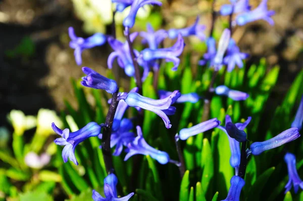 Azul Roxo Espanhol Bluebell Flores Jacinto Fechar — Fotografia de Stock