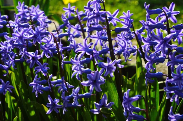 Azul Púrpura Español Bluebell Jacinto Flores Cerca —  Fotos de Stock
