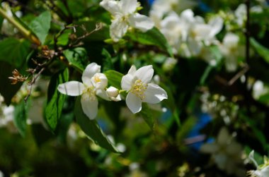 Yasemin çiçekleri çalılıklarda açar güneşli bir günde Yaklaş