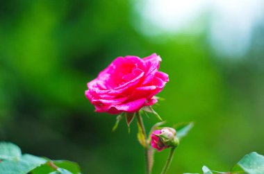 Çiçekli pembe gül çiçeği, yakın planda narin gül çiçekli çalılık. Tasarım için arkaplan duvar kağıdı